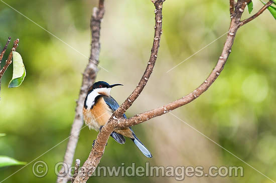 Eastern Spinebill (Acanthorhynchus tenuirostris) - male. Found in forests, woodlands and heaths east of the Great Dividing Range from Cooktown in far Northern Queensland to the Flinders Ranges in South Australia, Australia. Photo - Gary Bell