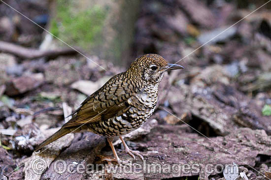 Bassian Thrush Zoothera lunulata photo Bassian Thrush Zoothera lunulata photo