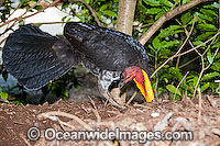 Australian Brush Turkey attending nest mound Photo - Gary Bell