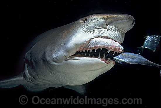 Grey Nurse Shark feeding photo