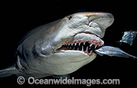 Grey Nurse Shark feeding Photo - Gary Bell