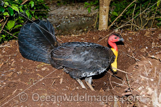 Australian Brush Turkey attending nest mound photo