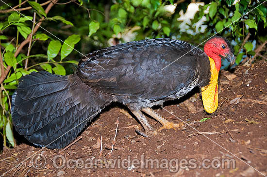 Australian Brush Turkey (Alectura lathami) or Bush Turkey - male attending leaf-litter nest mound. Yellow breeding wattle around base of neck. Found in temperate to tropical rainforests and around gullies in wet eucalypt forests of eastern Australia. Photo - Gary Bell Australian Brush Turkey (Alectura lathami) or Bush Turkey - male attending leaf-litter nest mound. Yellow breeding wattle around base of neck. Found in temperate to tropical rainforests and around gullies in wet eucalypt forests of eastern Australia. Photo - Gary Bell