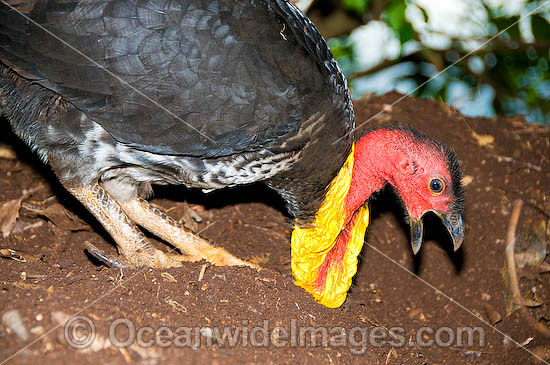 Australian Brush Turkey attending nest mound photo Australian Brush Turkey attending nest mound photo