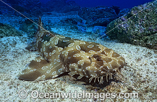 Spotted Wobbegong Shark Orectolobus maculatus photo