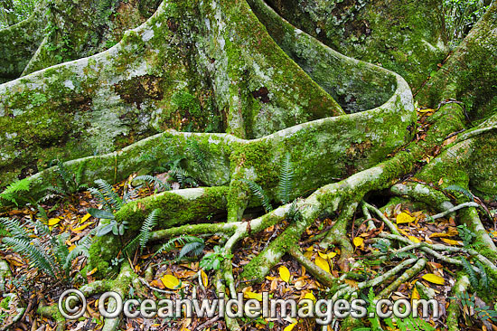 Rainforest buttress tree roots photo Rainforest buttress tree roots photo
