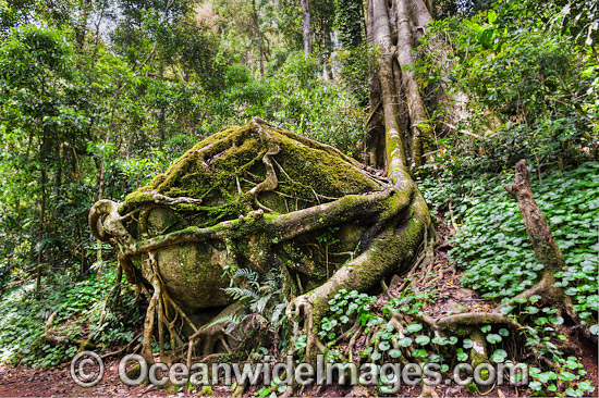 Boulder covered in buttress tree roots photo