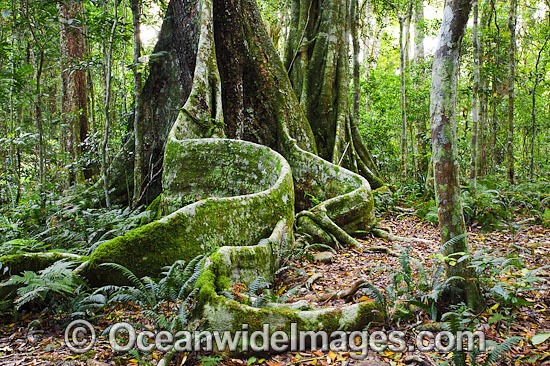 Buttress tree in sub-tropical rainforest. Lamington World Heritage National Park, Queensland, Australia. Photo - Gary Bell