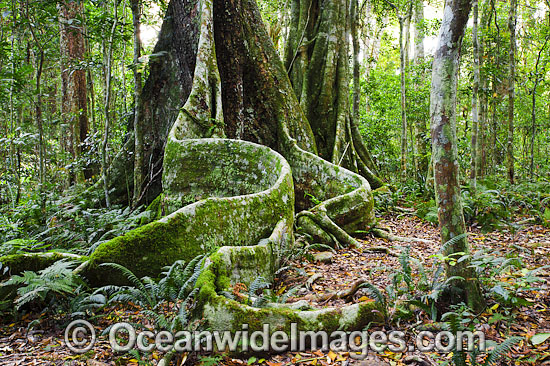 Buttress tree in sub-tropical rainforest. Lamington World Heritage National Park, Queensland, Australia. Photo - Gary Bell Buttress tree in sub-tropical rainforest. Lamington World Heritage National Park, Queensland, Australia. Photo - Gary Bell