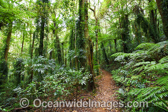 Rainforest Lamington National Park photo Rainforest Lamington National Park photo