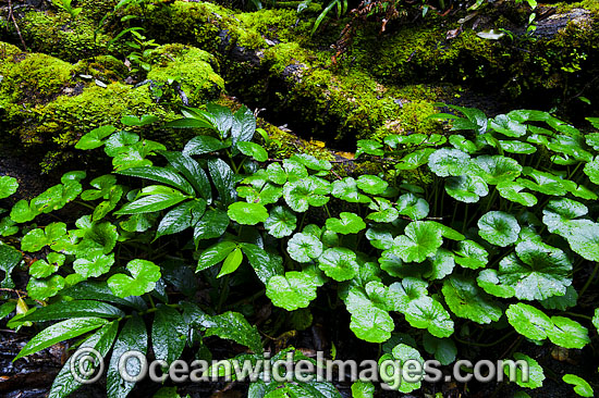 Lamington National Park Rainforest photo