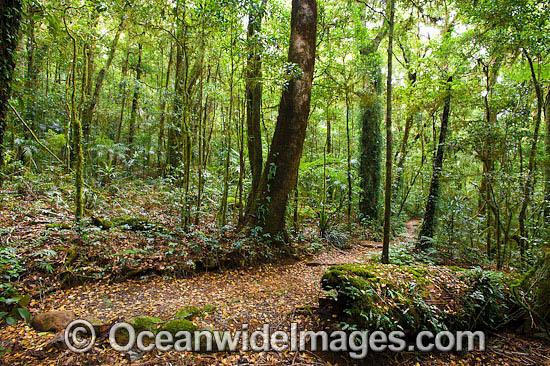 Border Track winding through sub-tropical rainforest. Lamington World Heritage National Park, Queensland, Australia. Photo - Gary Bell Border Track winding through sub-tropical rainforest. Lamington World Heritage National Park, Queensland, Australia. Photo - Gary Bell