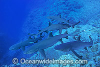 Whitetip Reef Sharks Photo - Gary Bell