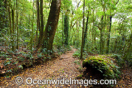 Border Track winding through sub-tropical rainforest. Lamington World Heritage National Park, Queensland, Australia. Photo - Gary Bell Border Track winding through sub-tropical rainforest. Lamington World Heritage National Park, Queensland, Australia. Photo - Gary Bell