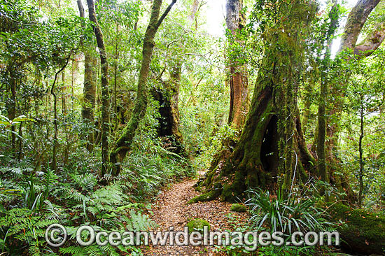 Antarctic Beech Trees Nothofagus moorei photo Antarctic Beech Trees Nothofagus moorei photo