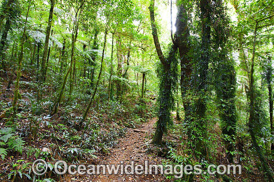 Lamington National Park Rainforest photo Lamington National Park Rainforest photo