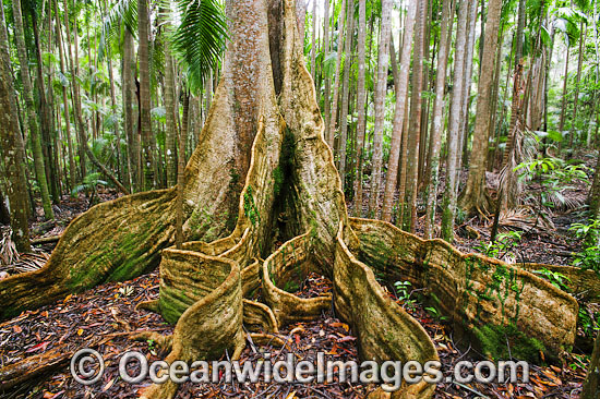 Blue Quandong Tree Elaeocarpus grandis photo