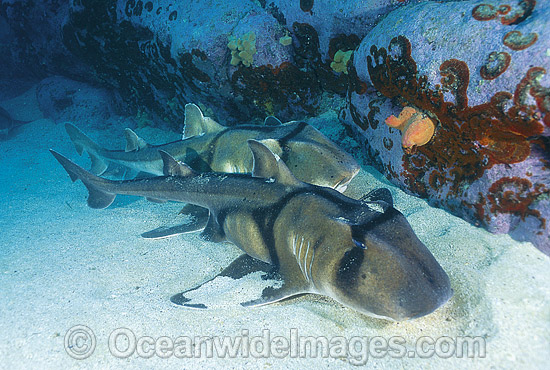 Port Jackson Shark Heterodontus portusjacksoni photo Port Jackson Shark Heterodontus portusjacksoni photo