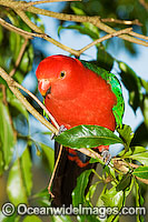 King Parrot Alisterus scapularis Photo - Gary Bell