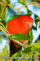 King Parrot Alisterus scapularis Photo - Gary Bell