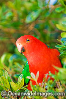 King Parrot Alisterus scapularis Photo - Gary Bell