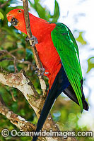 King Parrot Photo - Gary Bell