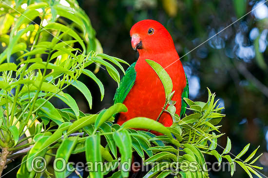 King Parrot Alisterus scapularis photo