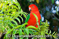 King Parrot Alisterus scapularis Photo - Gary Bell