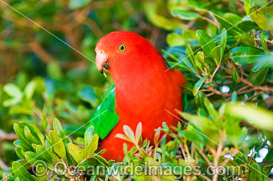 King Parrot photo