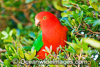 King Parrot Photo - Gary Bell