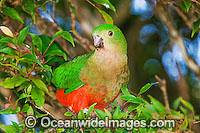 King Parrot Alisterus scapularis Photo - Gary Bell