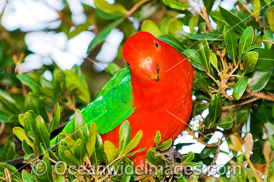 King Parrot Alisterus scapularis photo