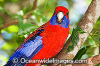 Crimson Rosella Platycercus elegans elegans Photo - Gary Bell