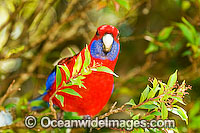 Crimson Rosella Photo - Gary Bell