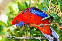 Crimson Rosella Platycercus elegans elegans Photo - Gary Bell