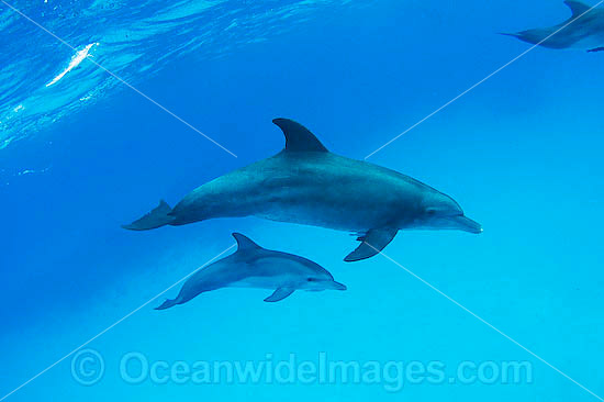Bottlenose Dolphin (Tursiops truncatus) - pair. Cocos (Keeling) Islands, Australia. Found in tropical and sub-tropical oceans throughout the world. Photo - Karen Willshaw