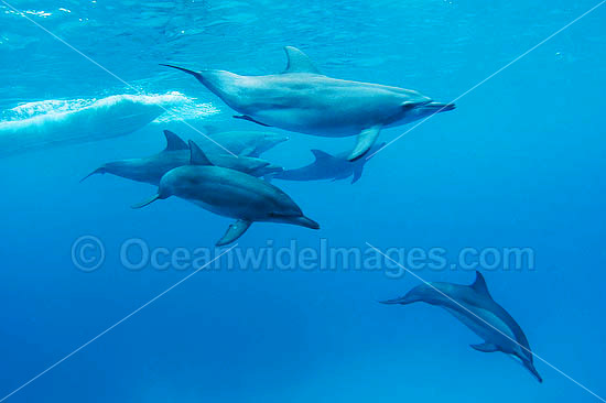 Bottlenose Dolphin and Spinner Dolphin photo Bottlenose Dolphin and Spinner Dolphin photo