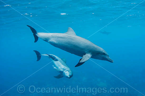 Bottlenose Dolphin (Tursiops truncatus) - pair. Cocos (Keeling) Islands, Australia. Found in tropical and sub-tropical oceans throughout the world. Photo - Karen Willshaw