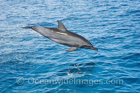 Bottlenose Dolphin (Tursiops truncatus) - leaping out of the water in the wild. Cocos (Keeling) Islands, Australia. Found in tropical and sub-tropical oceans throughout the world. Photo - Karen Willshaw