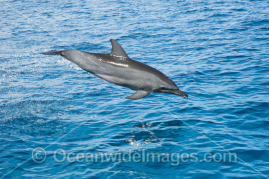 Bottlenose Dolphin leaping photo