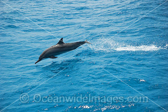 Spinner Dolphin (Stenella longirostris) - leaping out of the water in the wild. Cocos (Keeling) Islands, Australia. Found in tropical and sub-tropical oceans throughout the world. Photo - Karen Willshaw Spinner Dolphin (Stenella longirostris) - leaping out of the water in the wild. Cocos (Keeling) Islands, Australia. Found in tropical and sub-tropical oceans throughout the world. Photo - Karen Willshaw