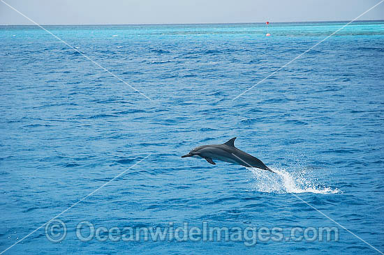 Spinner Dolphin Stenella longirostris photo