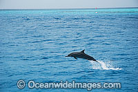 Spinner Dolphin Stenella longirostris Photo - Karen Willshaw
