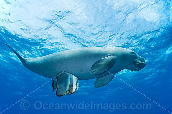 Dugong (Dugong dugon) - swimming with a batfish. Cocos (Keeling) Islands, Australia. Dugongs can be found in warm coastal waters from East Africa to Australia. Also known as Sea Cow. Classified Vulnerable on the IUCN Red List. Now a Protected species. Photo - Karen Willshaw