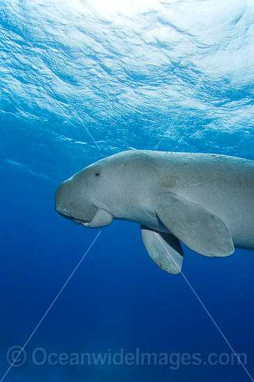 Sea Cow photo