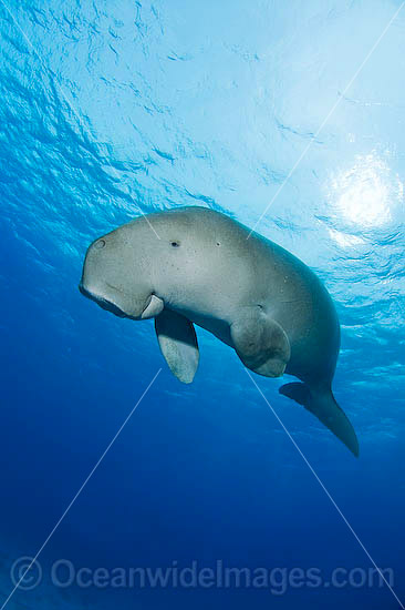 Dugong photo