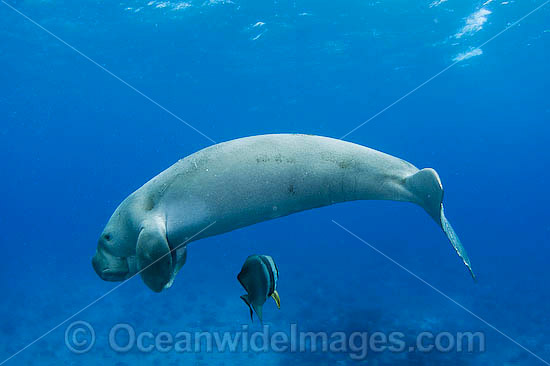 Dugong (Dugong dugon) - swimming with a batfish. Cocos (Keeling) Islands, Australia. Dugongs can be found in warm coastal waters from East Africa to Australia. Also known as Sea Cow. Classified Vulnerable on the IUCN Red List. Now a Protected species. Photo - Karen Willshaw Dugong (Dugong dugon) - swimming with a batfish. Cocos (Keeling) Islands, Australia. Dugongs can be found in warm coastal waters from East Africa to Australia. Also known as Sea Cow. Classified Vulnerable on the IUCN Red List. Now a Protected species. Photo - Karen Willshaw
