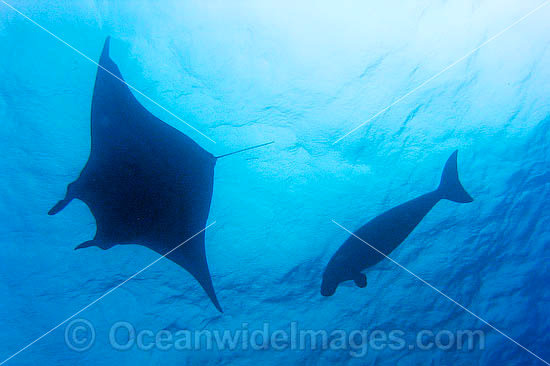 Dugong (Dugong dugon) - swimming with a manta ray. Cocos (Keeling) Islands, Australia. Dugongs can be found in warm coastal waters from East Africa to Australia. Also known as Sea Cow. Classified Vulnerable on the IUCN Red List. Now a Protected species. Photo - Karen Willshaw Dugong (Dugong dugon) - swimming with a manta ray. Cocos (Keeling) Islands, Australia. Dugongs can be found in warm coastal waters from East Africa to Australia. Also known as Sea Cow. Classified Vulnerable on the IUCN Red List. Now a Protected species. Photo - Karen Willshaw