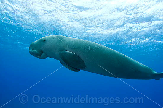Dugong (Dugong dugon). Cocos (Keeling) Islands, Australia. Dugongs can be found in warm coastal waters from East Africa to Australia. Also known as Sea Cow. Classified Vulnerable on the IUCN Red List. Now a Protected species. Photo - Karen Willshaw Dugong (Dugong dugon). Cocos (Keeling) Islands, Australia. Dugongs can be found in warm coastal waters from East Africa to Australia. Also known as Sea Cow. Classified Vulnerable on the IUCN Red List. Now a Protected species. Photo - Karen Willshaw