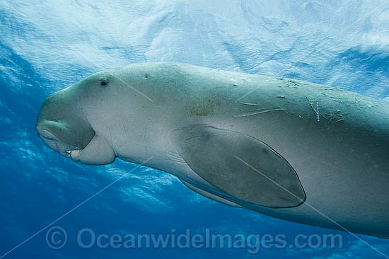 Dugong (Dugong dugon). Cocos (Keeling) Islands, Australia. Dugongs can be found in warm coastal waters from East Africa to Australia. Also known as Sea Cow. Classified Vulnerable on the IUCN Red List. Now a Protected species. Photo - Karen Willshaw Dugong (Dugong dugon). Cocos (Keeling) Islands, Australia. Dugongs can be found in warm coastal waters from East Africa to Australia. Also known as Sea Cow. Classified Vulnerable on the IUCN Red List. Now a Protected species. Photo - Karen Willshaw